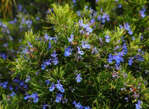Best Substitutes for Rosemary