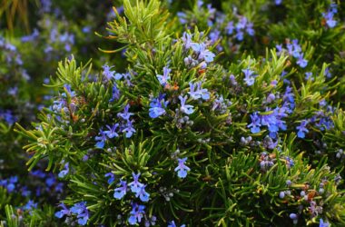 Best Substitutes for Rosemary