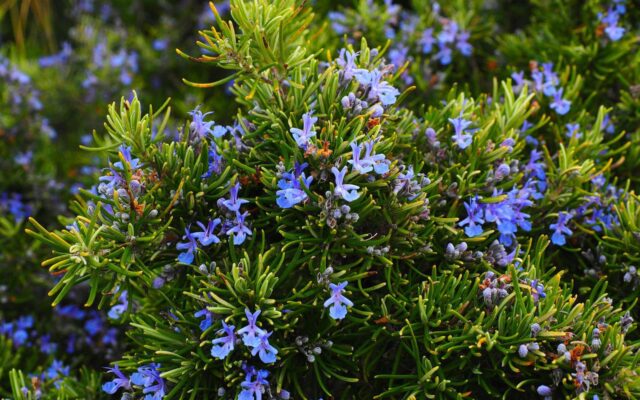 Best Substitutes for Rosemary