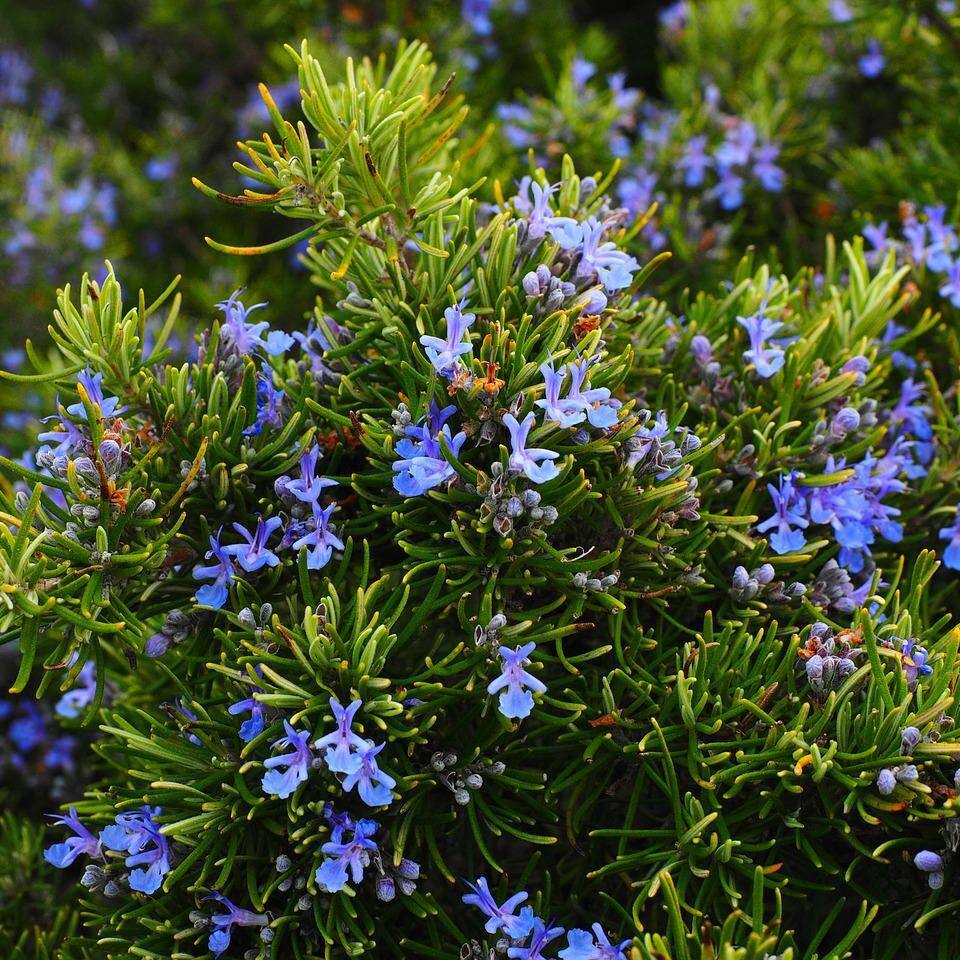 Best Substitutes for Rosemary