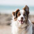 7 Important Nutrients Your Dog Needs to Stay Healthy