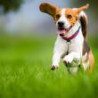 Tips to Consider When You Take Your Dog Outdoors