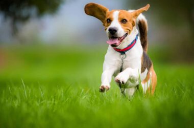 Tips to Consider When You Take Your Dog Outdoors