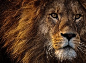 Animals That Can Survive Without Food for a Long Time