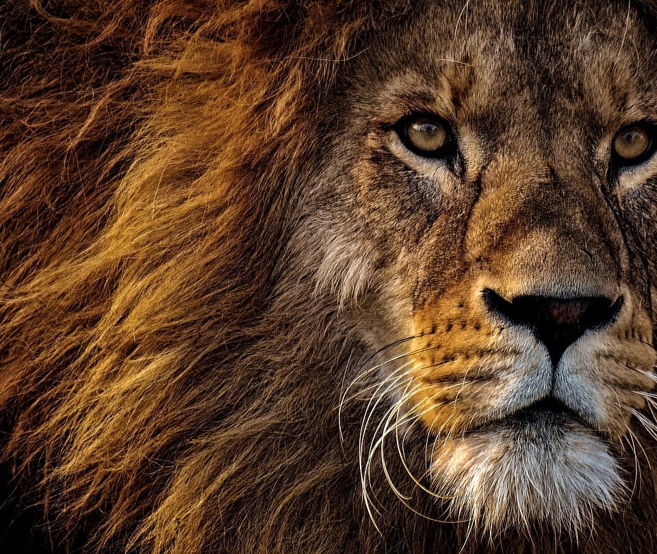 Animals That Can Survive Without Food for a Long Time