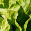 Different Types of Lettuce