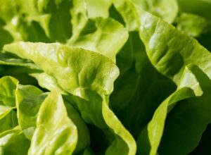 Different Types of Lettuce