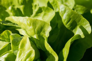 Different Types of Lettuce