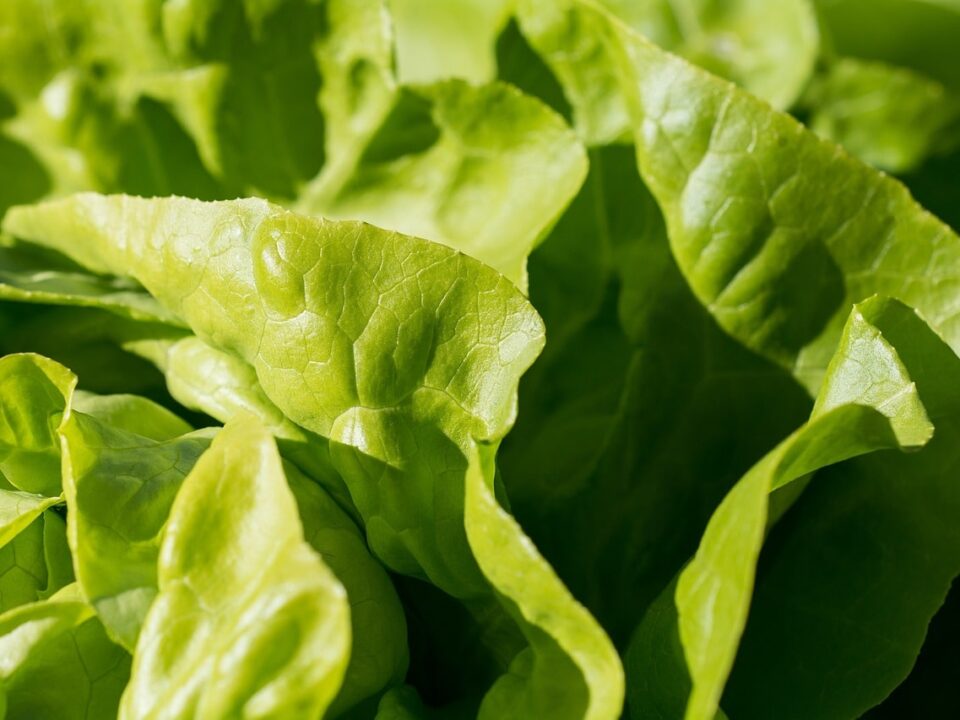 Different Types of Lettuce