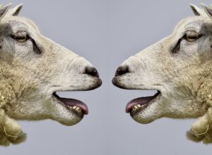 Meat Producing Sheep Breeds