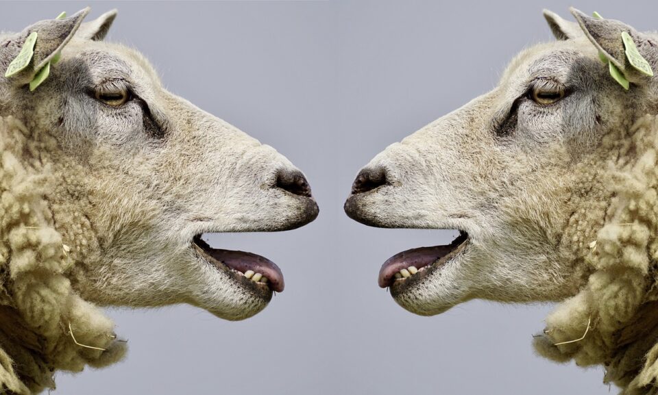 Meat Producing Sheep Breeds