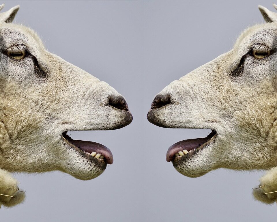 Meat Producing Sheep Breeds
