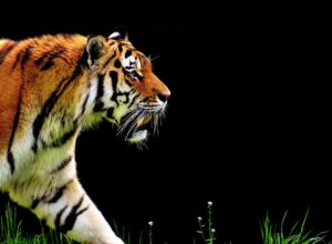 Slowest Animals in the World