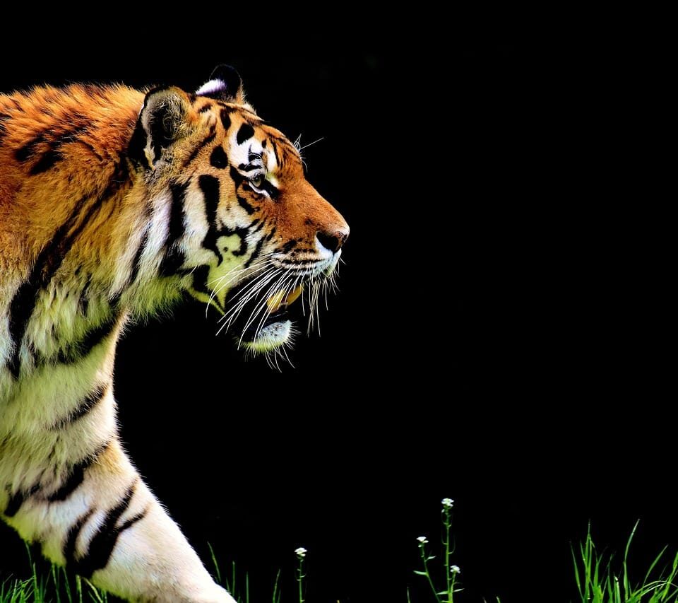 Slowest Animals in the World