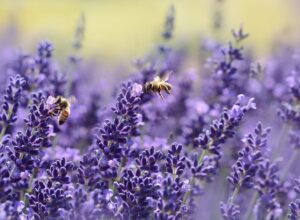 Types of Bees