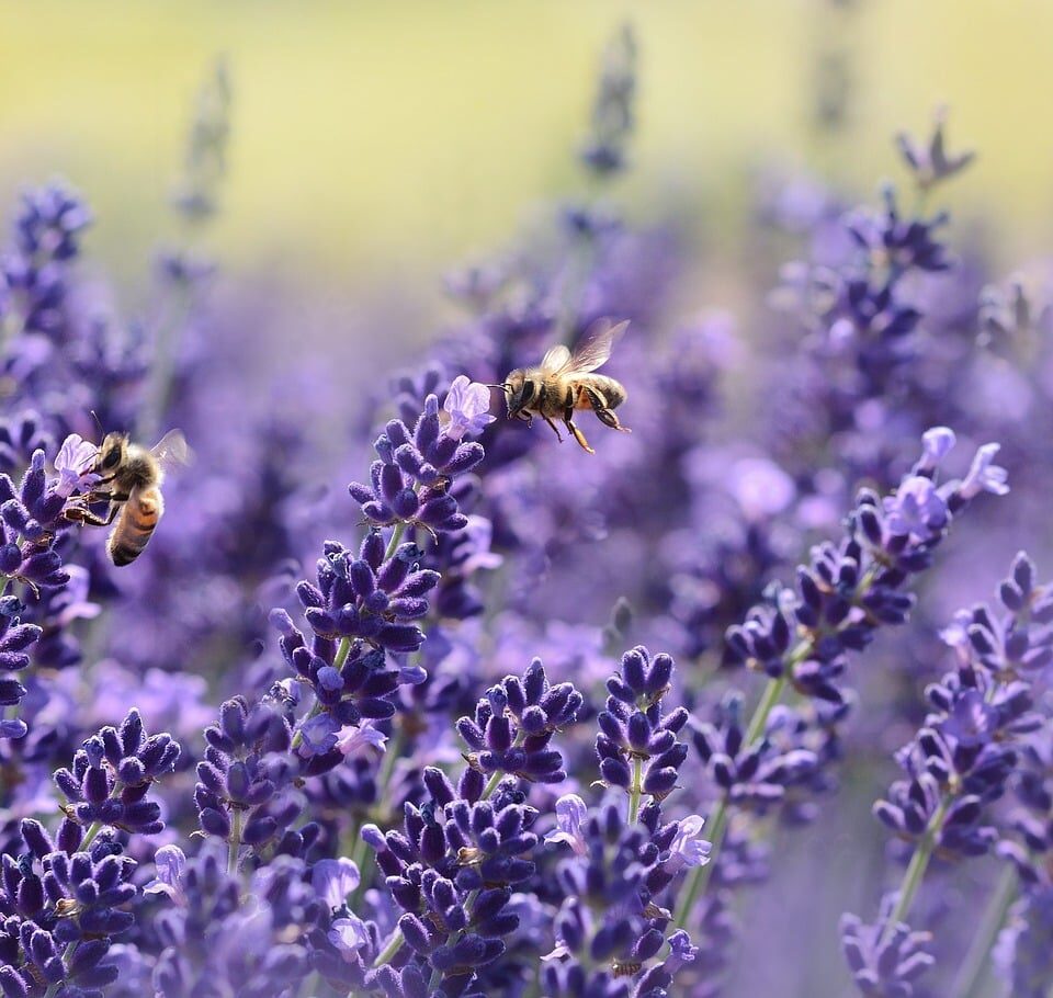 Types of Bees