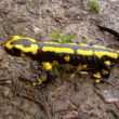 Types of Salamanders in Illinois