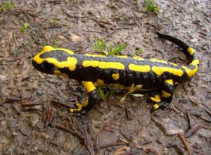 Types of Salamanders in Illinois