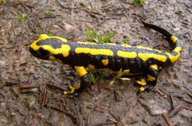 Types of Salamanders in Illinois