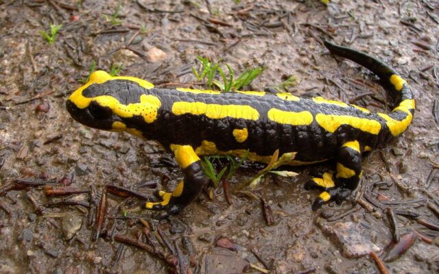 Types of Salamanders in Illinois
