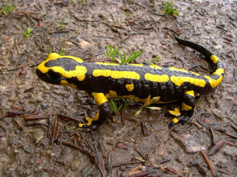 Types of Salamanders in Illinois