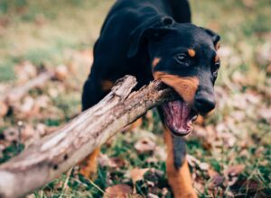 Animals With Strong Bites