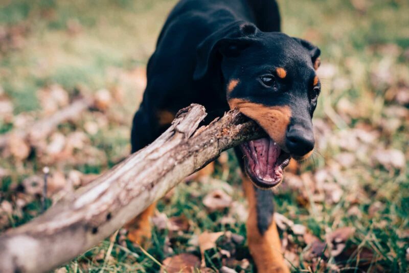 Animals With Strong Bites