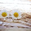 Different Types of Daisies