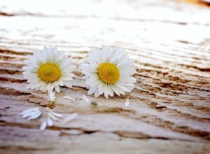 Different Types of Daisies