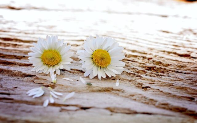 Different Types of Daisies