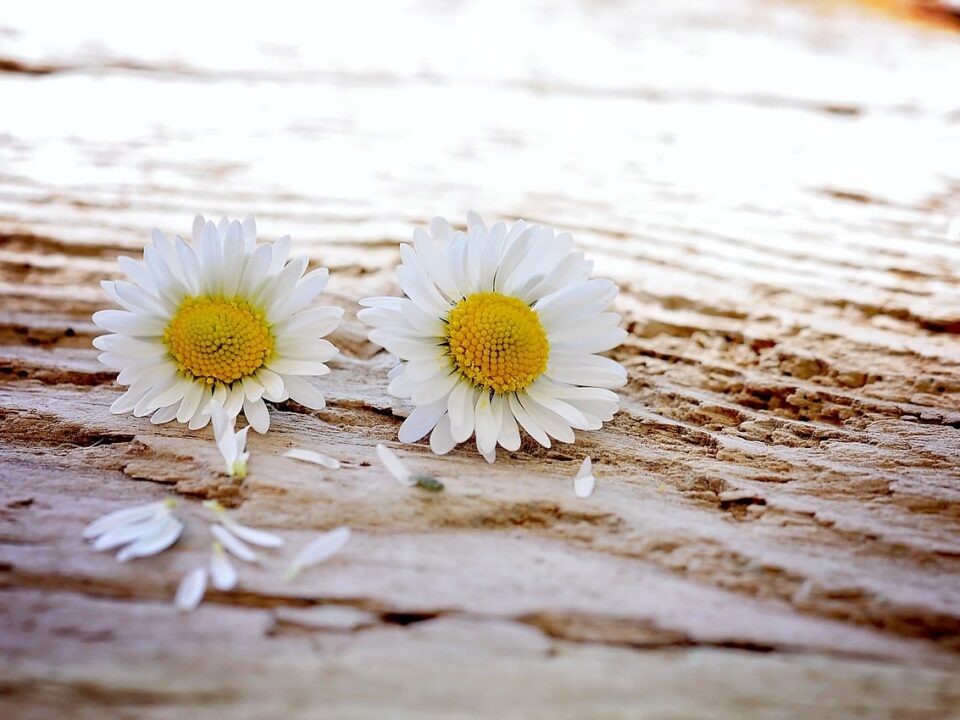 Different Types of Daisies