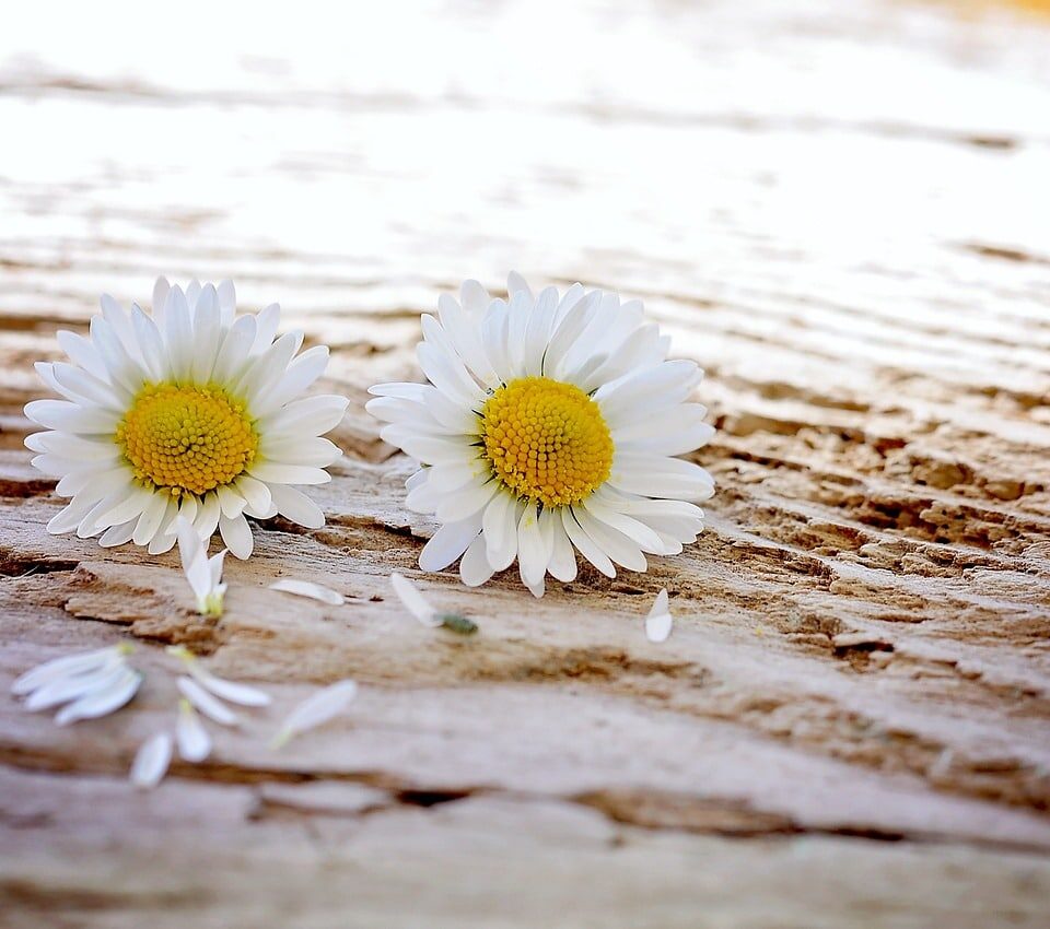 Different Types of Daisies