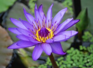 Different Types of Lily Flowers