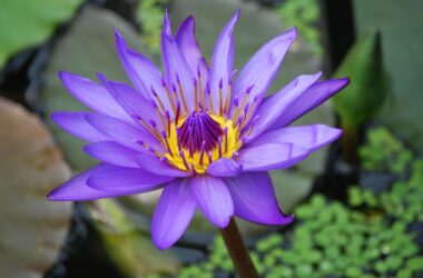 Different Types of Lily Flowers