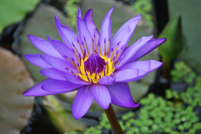 Different Types of Lily Flowers