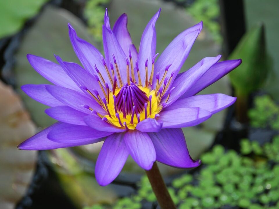 Different Types of Lily Flowers