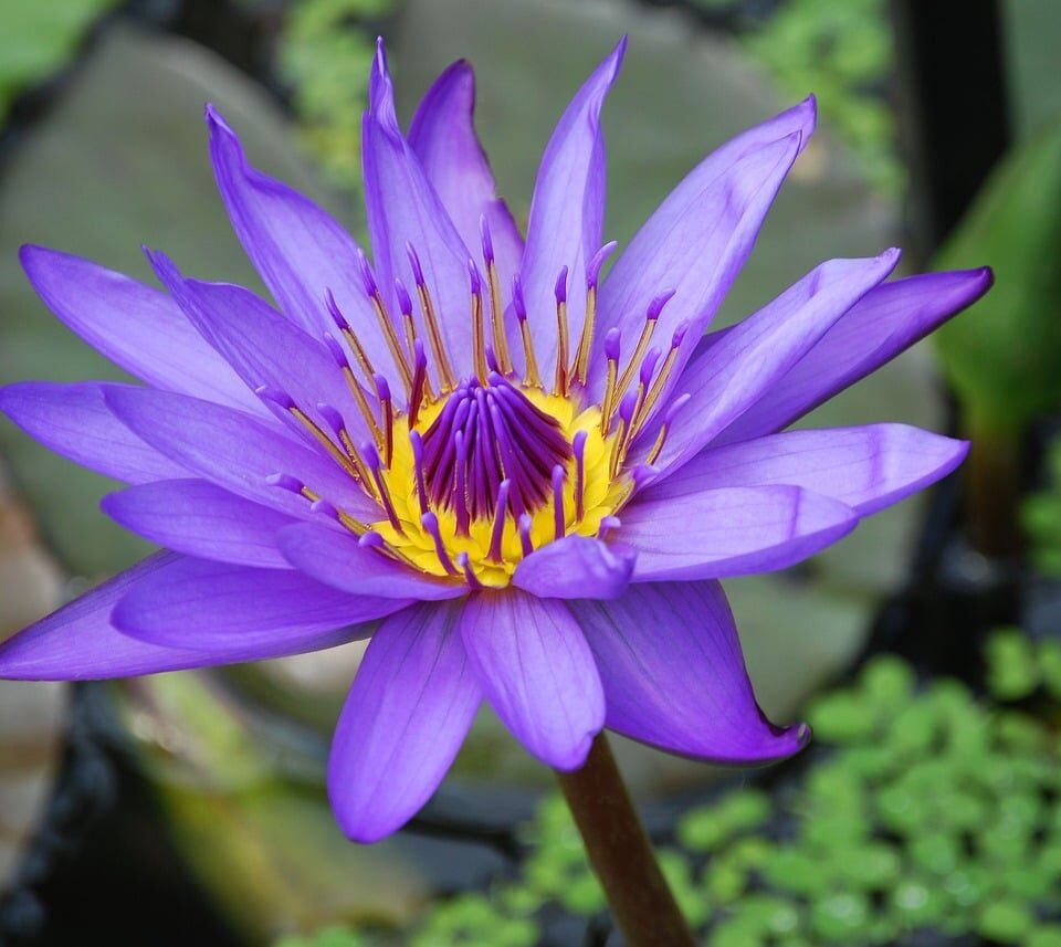 Different Types of Lily Flowers
