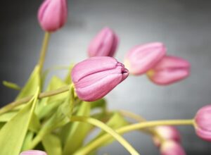 Different Types of Tulips