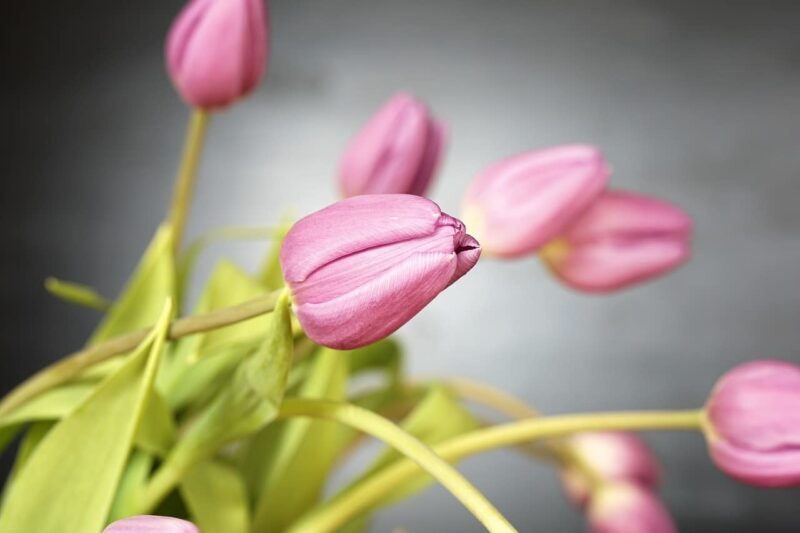 Different Types of Tulips