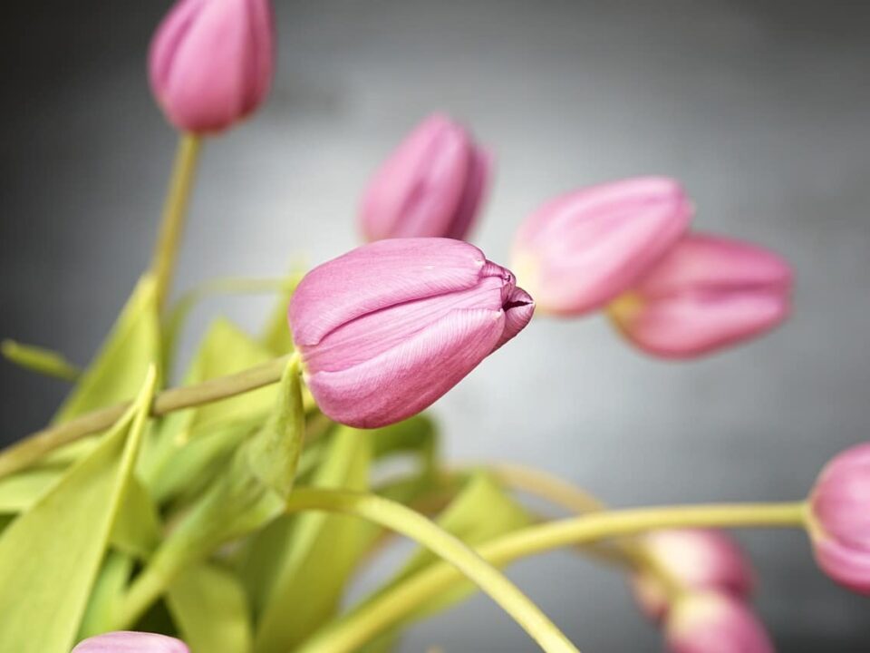 Different Types of Tulips