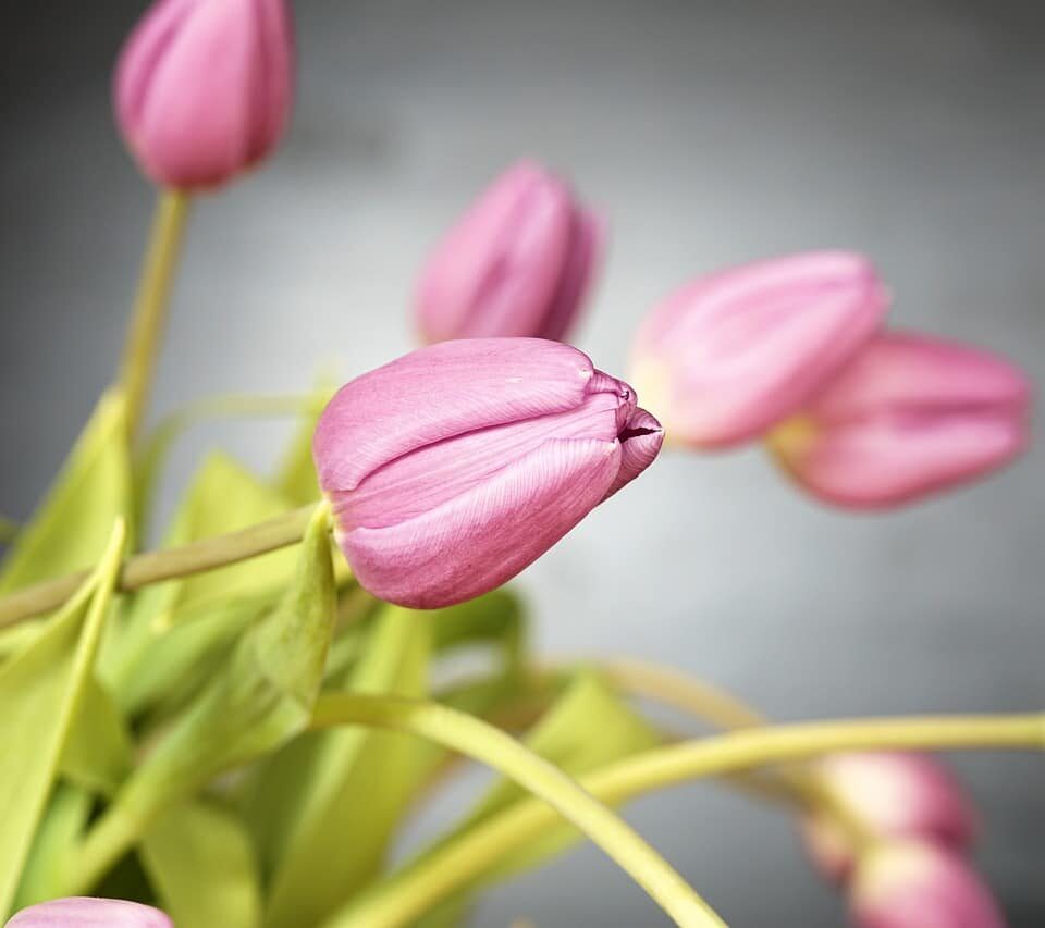 Different Types of Tulips