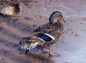 Miniature Duck Breeds