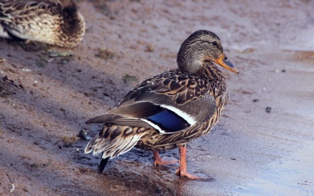 Miniature Duck Breeds