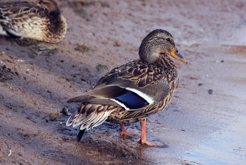 Miniature Duck Breeds