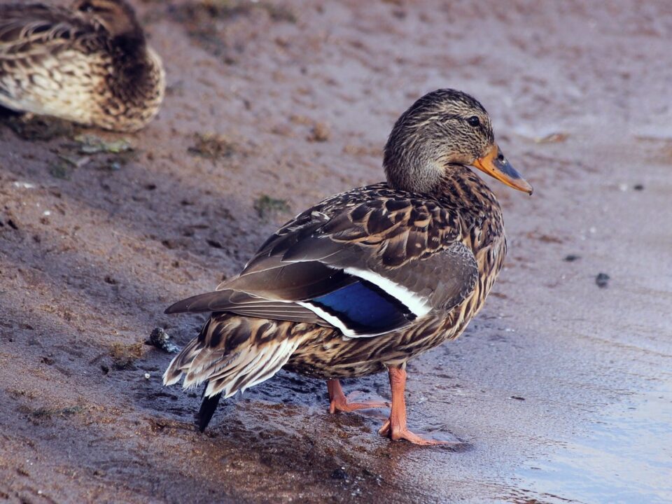Miniature Duck Breeds