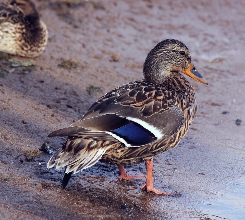 Miniature Duck Breeds