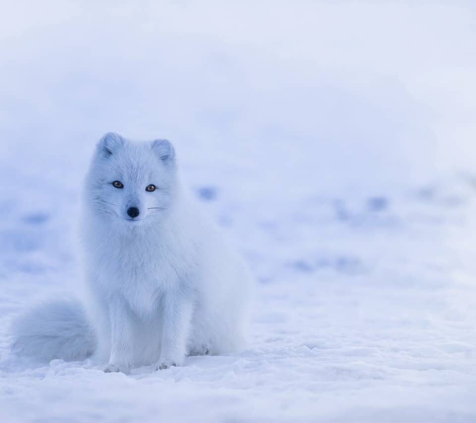 Most Solitary Animals