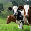 Types of Cattle Breeds