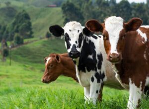 Types of Cattle Breeds