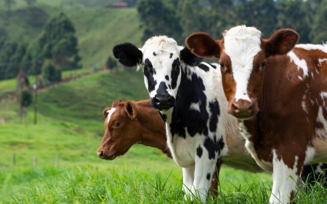 Types of Cattle Breeds